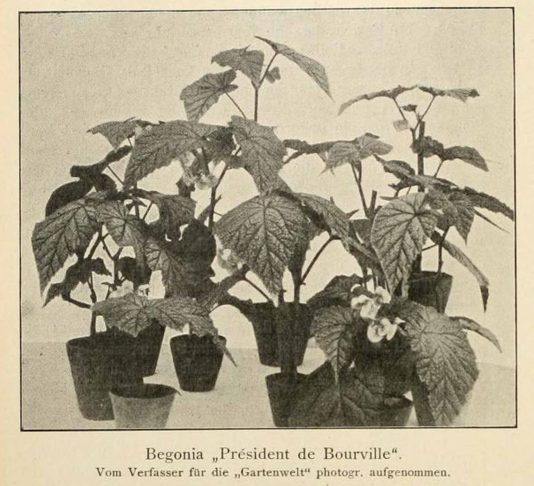 B. ‘President de Boureuilles’